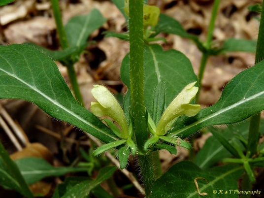 {Triosteum angustifolium}